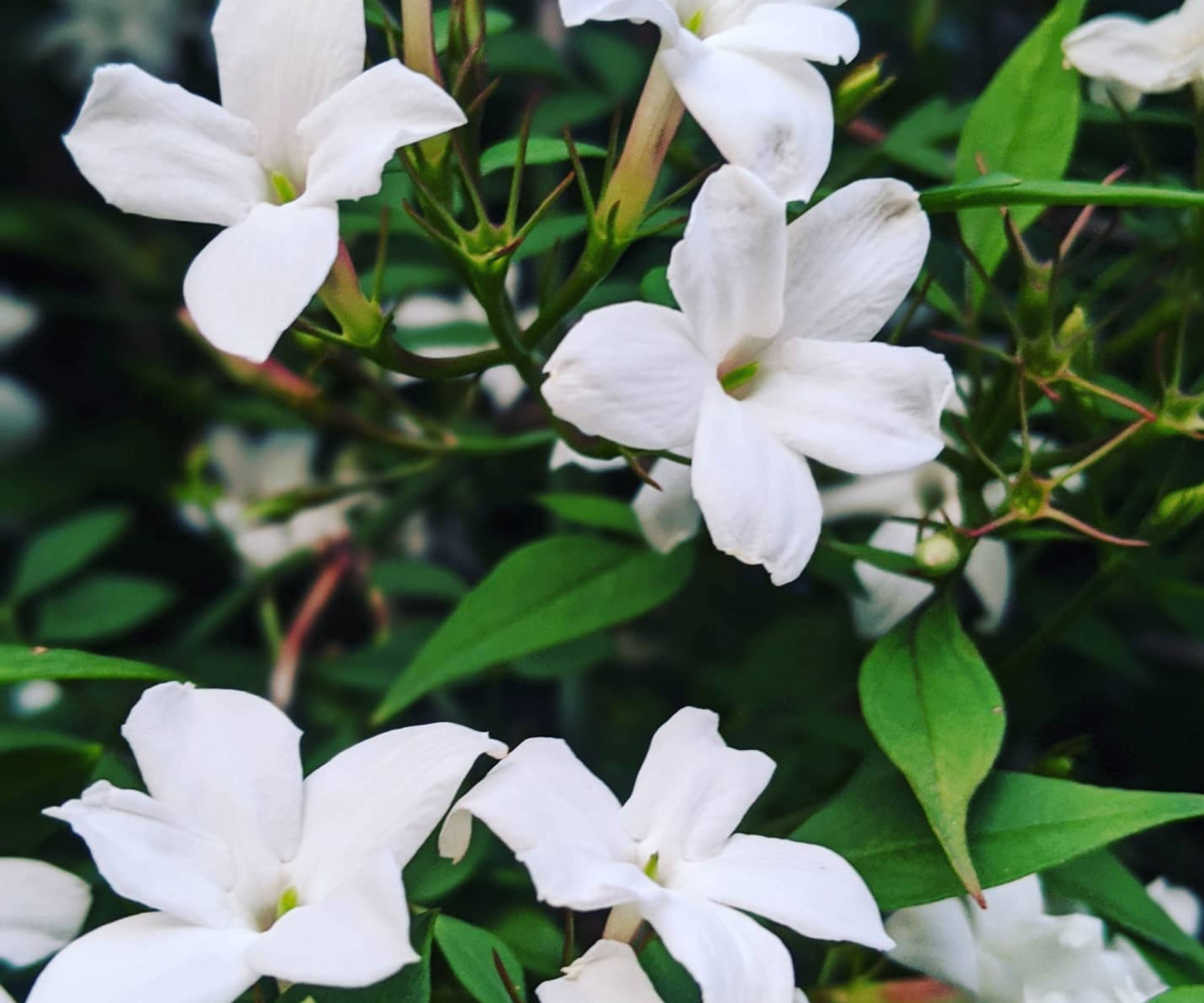 Scent-of-summer-jasmine