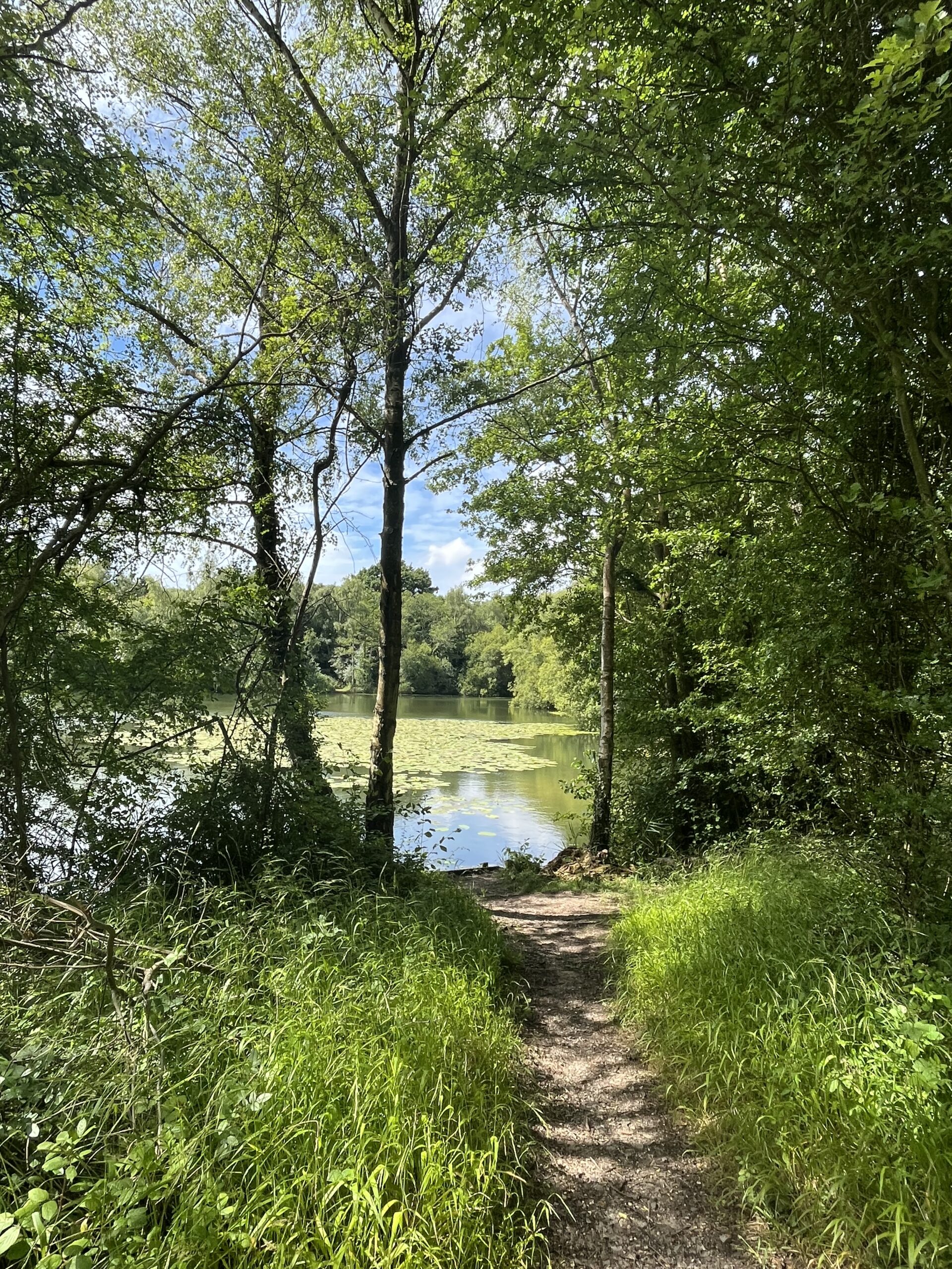trees and water pic