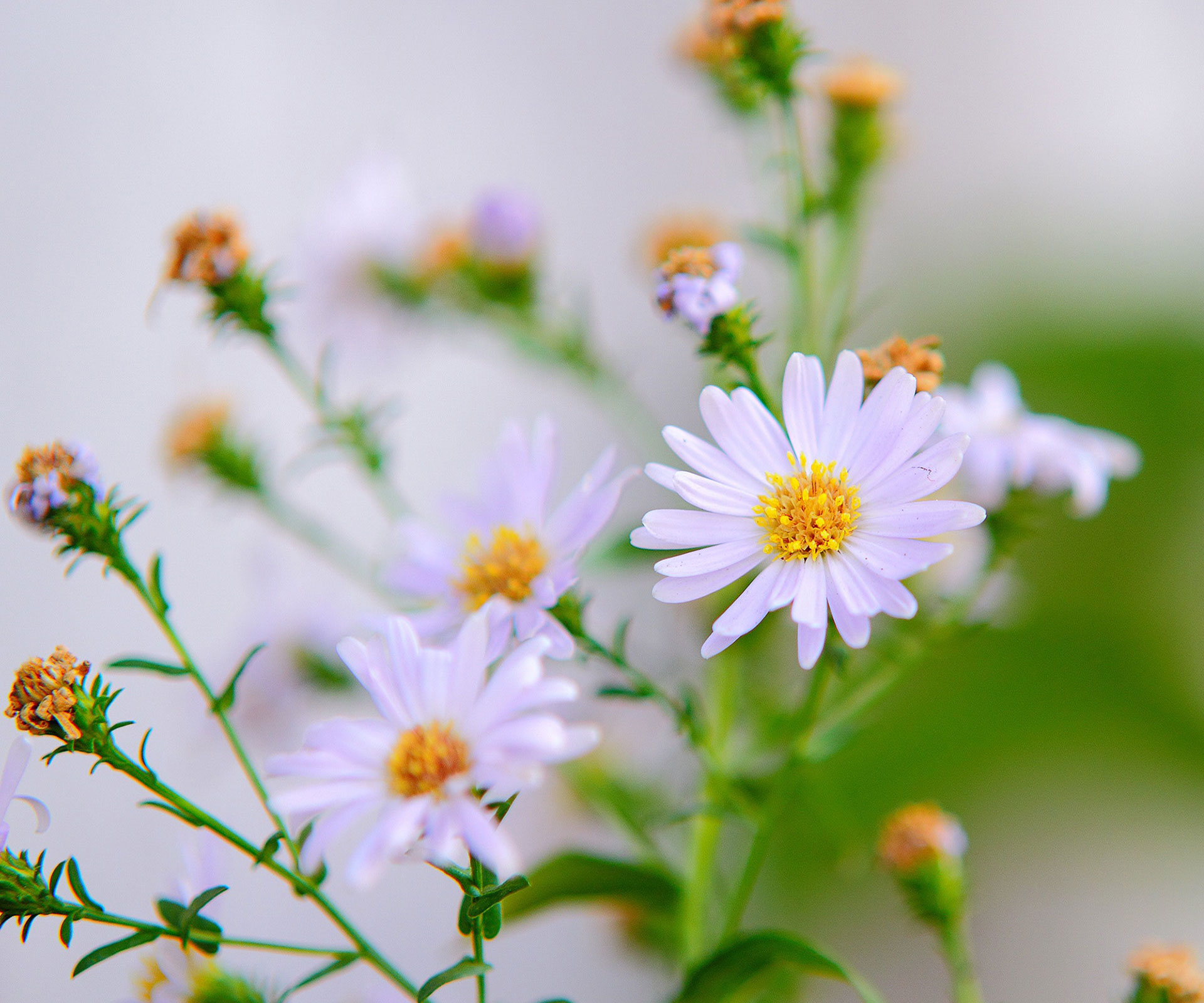 chamomile