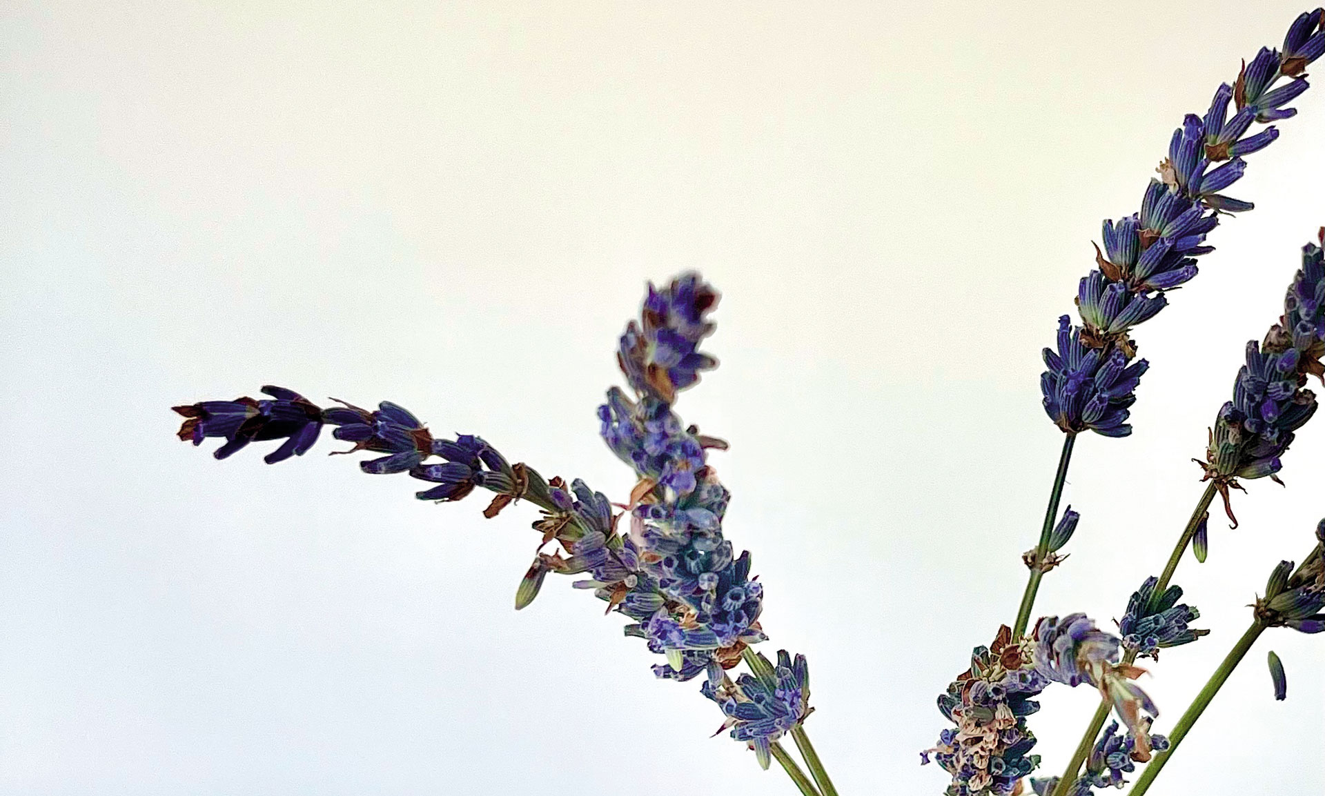Aromatherapy for Mood and Wellbeing