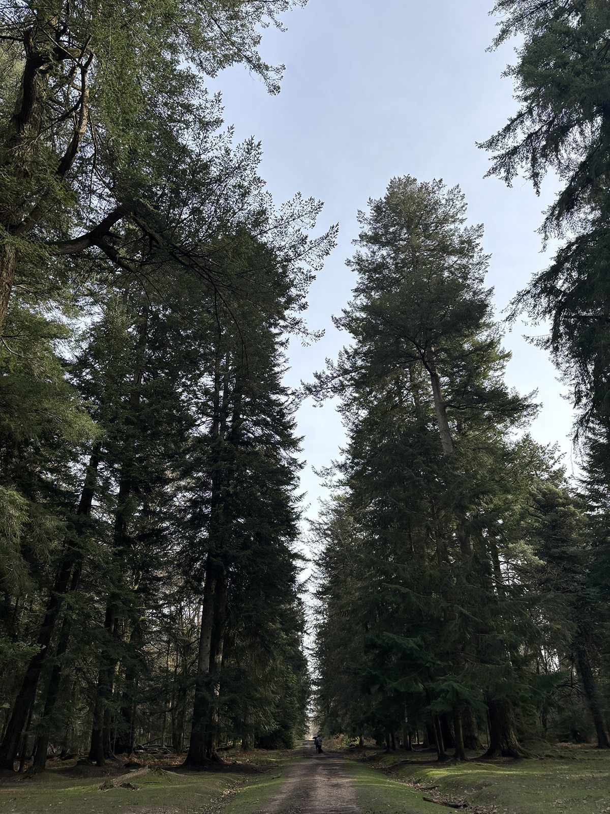 New Forest Trees