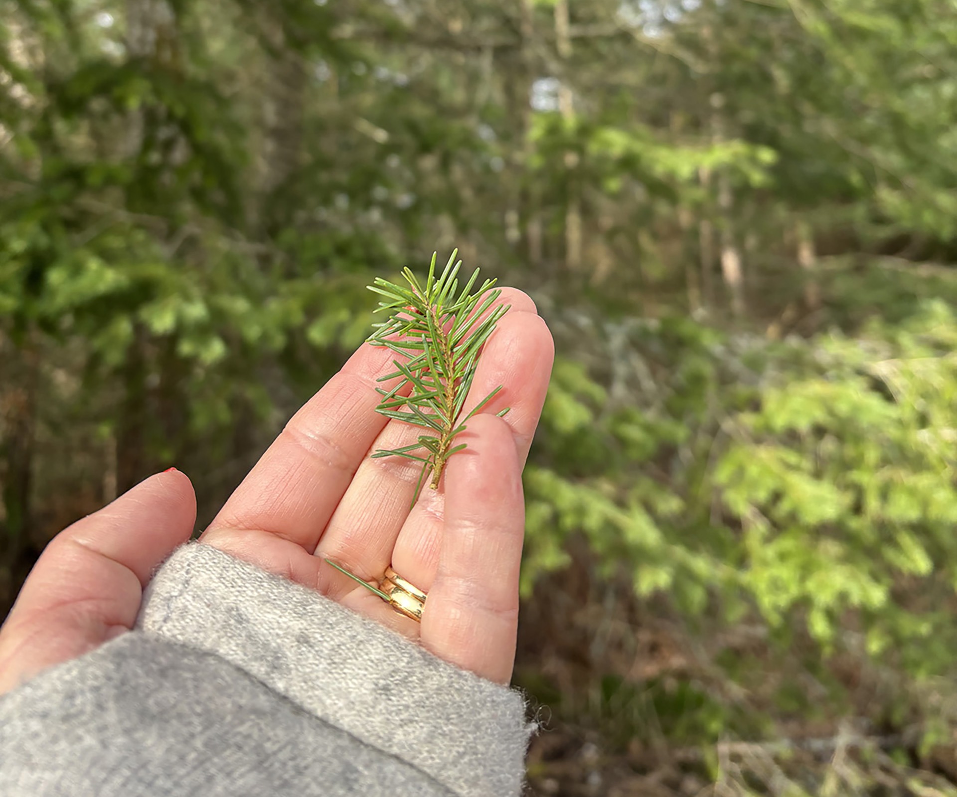 Into the forest I go - A perfect natural remedy