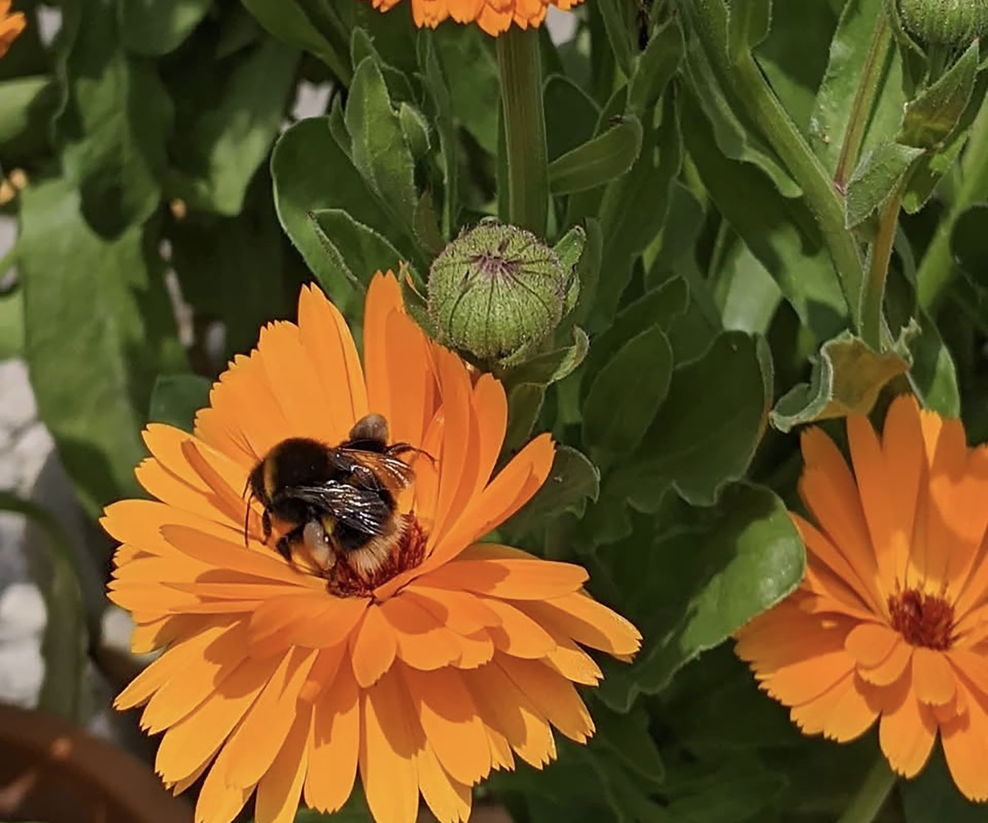Botanicals to fall in love with
