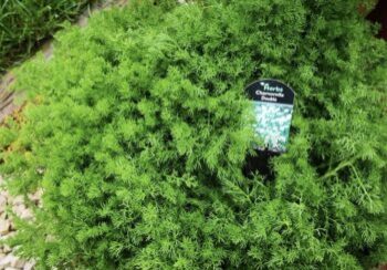This is a before photo of the healthy, flourishing Chamomile pot in the Aroma Studio garden a couple of years ago.