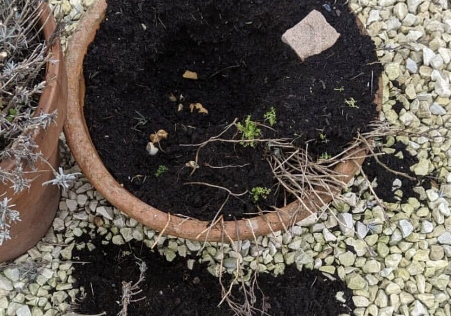 And this is the day after. Something had certainly enjoyed digging in and raiding it – perhaps my little visitor needed a good night’s sleep.