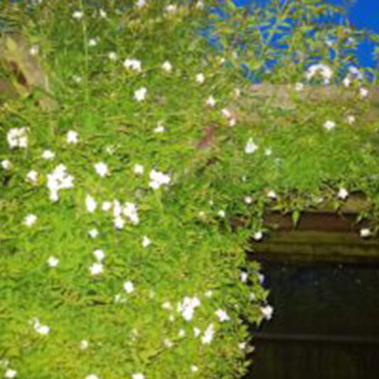 jasmin